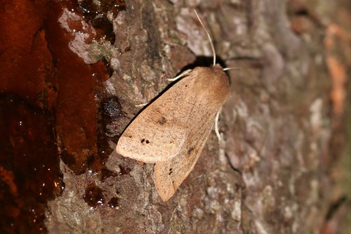 Twin-spotted Quaker, 6874 Wolfheze, Nederland, photo 8 of 10