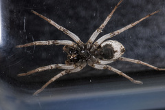 Alopecosa marikovskyi