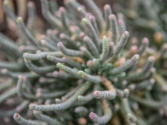 Tecticornia pergranulata