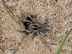 Alopecosa marikovskyi