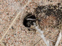 Alopecosa marikovskyi