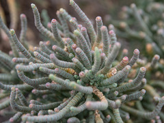 Tecticornia pergranulata