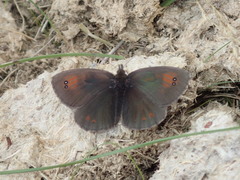 Erebia tyndarus