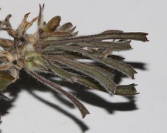 Centella tridentata hermanniifolia