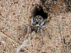 Alopecosa marikovskyi