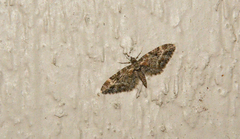 Eupithecia rotundopuncta