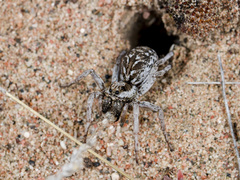 Alopecosa marikovskyi