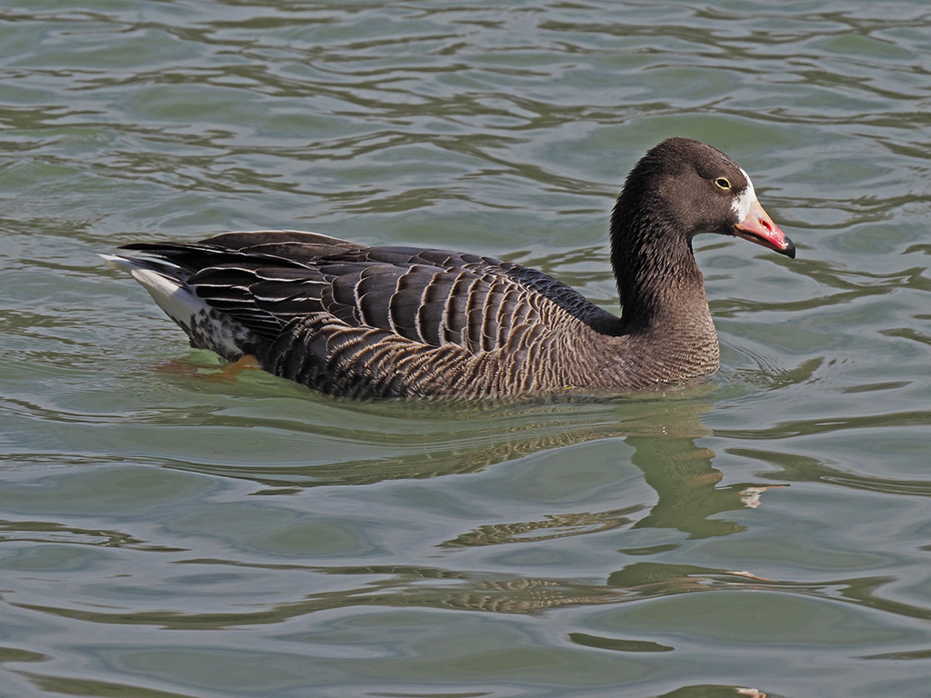 Emperor × Greylag Goose