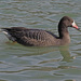 Emperor × Greylag Goose - Photo (c) Felix Riegel, some rights reserved (CC BY-NC), uploaded by Felix Riegel