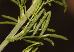 Psoralea muirii