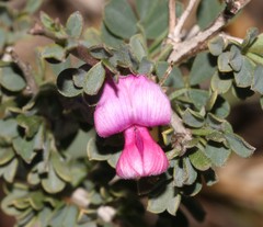 Indigofera nigromontana