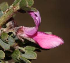 Indigofera nigromontana