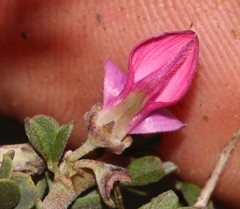 Indigofera nigromontana