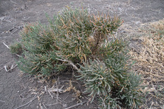 Tecticornia pergranulata