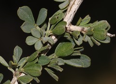 Indigofera nigromontana