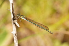 Austrolestes cingulatus