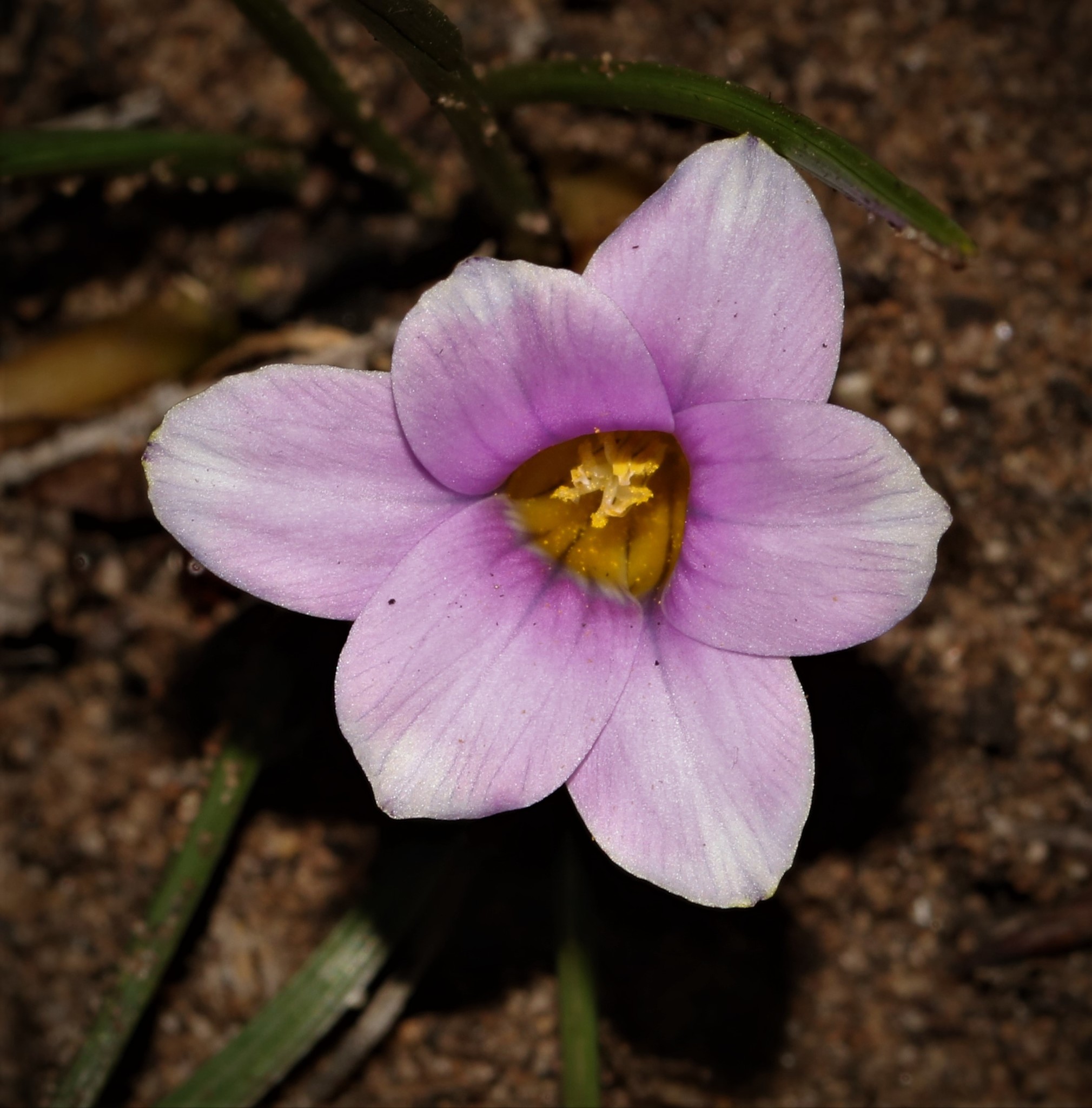 Romulea rosea var. rosea