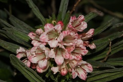 Lobostemon belliformis