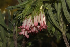 Lobostemon belliformis