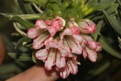 Lobostemon belliformis