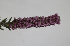 Amphithalea ericifolia ericifolia