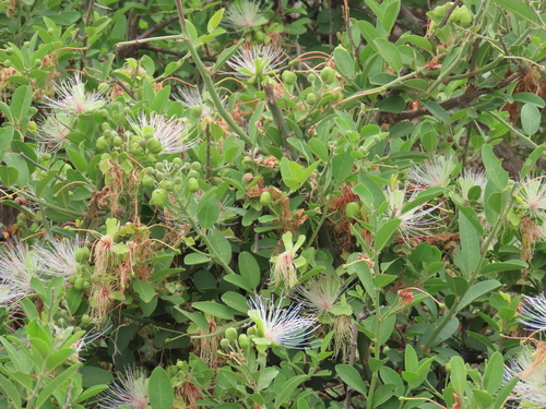 Woolly Caperbush