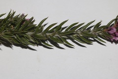 Amphithalea ericifolia ericifolia