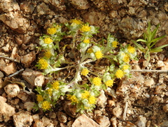 Eriophyllum pringlei