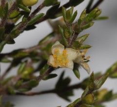 Lachnaea axillaris