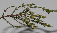 Lachnaea axillaris