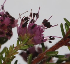 Erica radicans