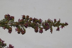 Erica radicans