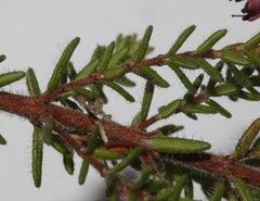 Erica radicans