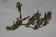 Centella tridentata hermanniifolia