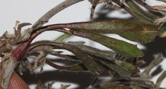Centella tridentata hermanniifolia