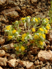 Eriophyllum pringlei