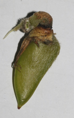 Image of Aspalathus arenaria by (c) Brian du Preez, some rights reserved (CC BY-SA)