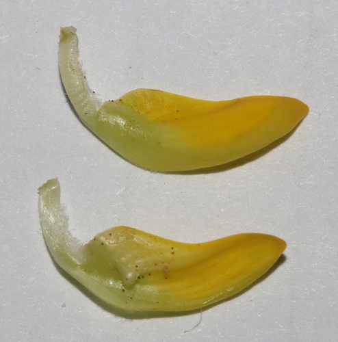 Image of Aspalathus arenaria by (c) Brian du Preez, some rights reserved (CC BY-SA)