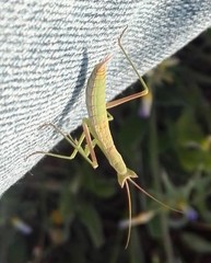 Apteromantis aptera