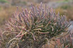 Tecticornia pergranulata