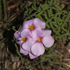 Oxalis ciliaris