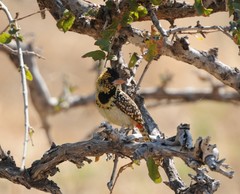 Trachyphonus darnaudii