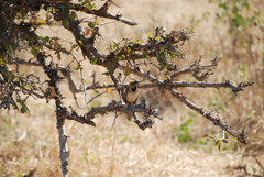 Trachyphonus darnaudii