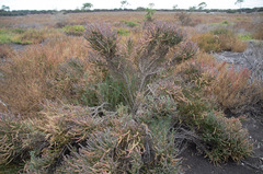 Tecticornia pergranulata