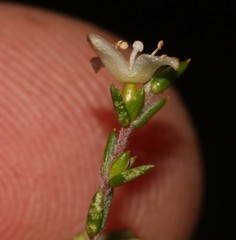 Lachnaea axillaris