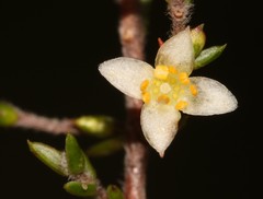 Lachnaea axillaris
