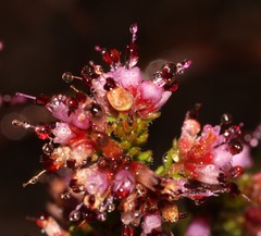 Erica radicans