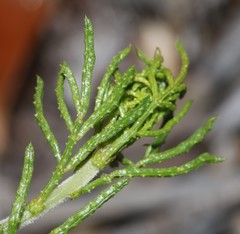 Psoralea muirii