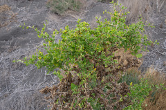 Lycium ferocissimum