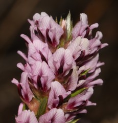 Amphithalea ericifolia ericifolia